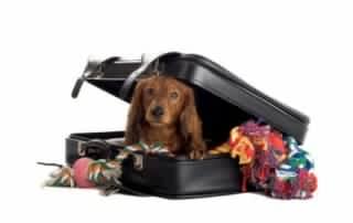 perro dentro de una maleta